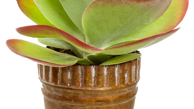 Doftkalankoe, kalanchoe tyrsiflora