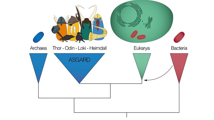 Asgard archaea