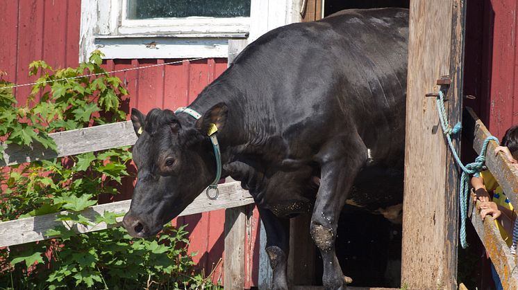 Pressbild Betessläpp