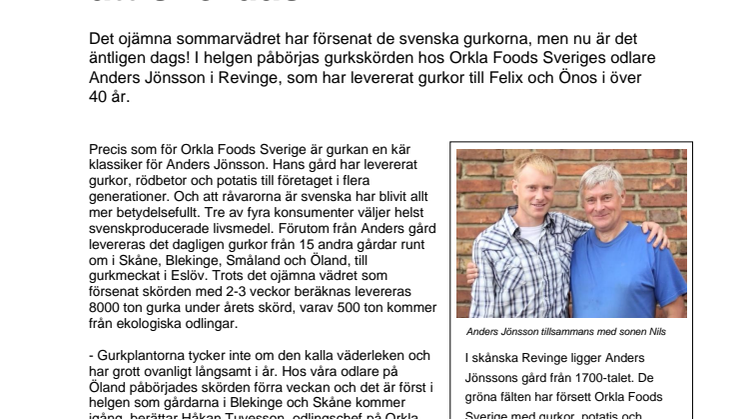Svenska gurkor äntligen redo att skördas