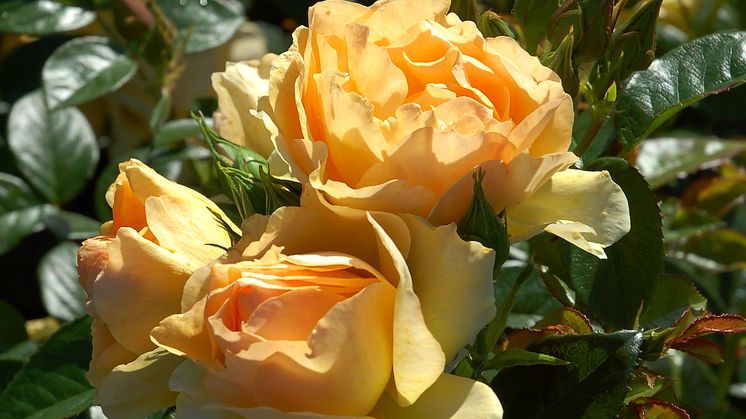 Blomsterlandet har valt att lyfta fram en odlingsvärd ros som förtjänar extra uppmärksamhet. 