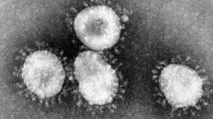 Bild tagnen av coronavirus i elektronmikroskop, där virusets ”proteinspikar” påminner om den ljuskrans vi ser runt solen vid solförmörkelse och som kallas just korona, och därav namnet på viruset. Foto: Wikimedia Commons, CDC/Dr. Fred Murphy