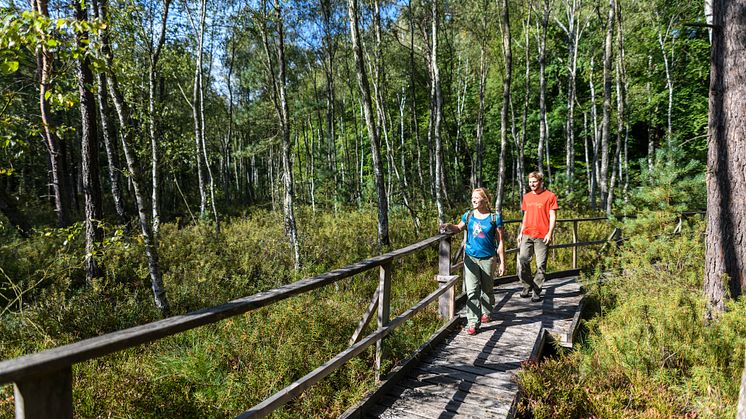 Wandern in Brandenburg ist Natur pur – in einem Nationalpark, drei Biosphärenreservaten und elf Naturparks. Foto: TMB-Fotoarchiv / Wolfgang Ehn