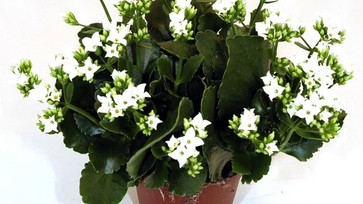 Lucka nr 17 - Vitblommande Kalanchoe i en Blomstrande Julkalender