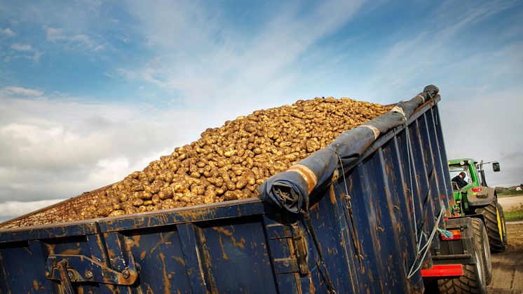 Nästan 7000 ton rotfrukter ska skördas, fraktas, sorteras och lagras för att till sista blandas i Rydbergs klassiska potatis- och rödbetssallader.