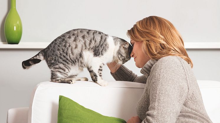 Das Köpfchengeben bei Katzen ist ein Zeichen von Akzeptanz und Zuneigung, es ist quasi eine liebevolle Brandmarkung, als würde Ihre Katze sagen: "Du gehörst zu mir."