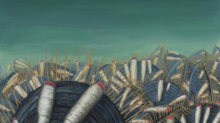 Även på de första djuren för 500 miljoner år sedan fanns parasiter visar ny forskning från Naturhistoriska riksmuseet. Rekonstruktion Rebecca Gelernter, Near Bird Studios.