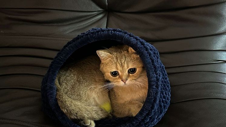 Katten Klara 2