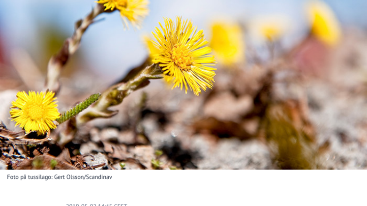 Vårkollen resultat 2019.pdf