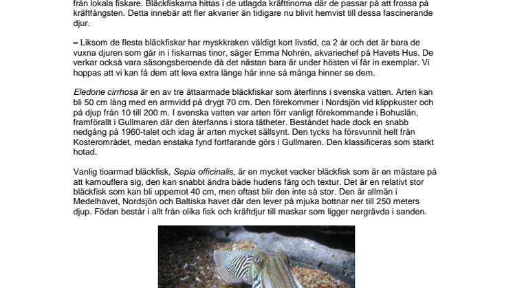 Ovanligt många bläckfiskar på Havets Hus