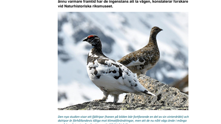 Europas ripor vid vägs ände