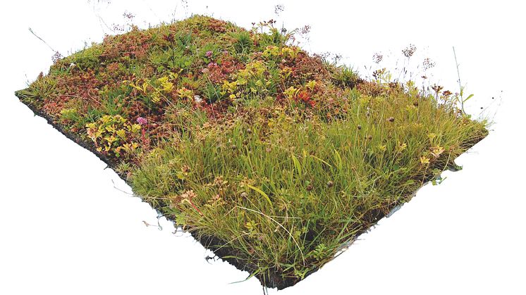Torrängsmatta med sedum örter och gräs