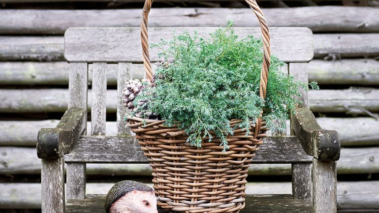Februars hårde frost slog mange planter ihjel, og derfor har danskere i stor stil anskaffet nye planter til havens krukker. Foto: PR.