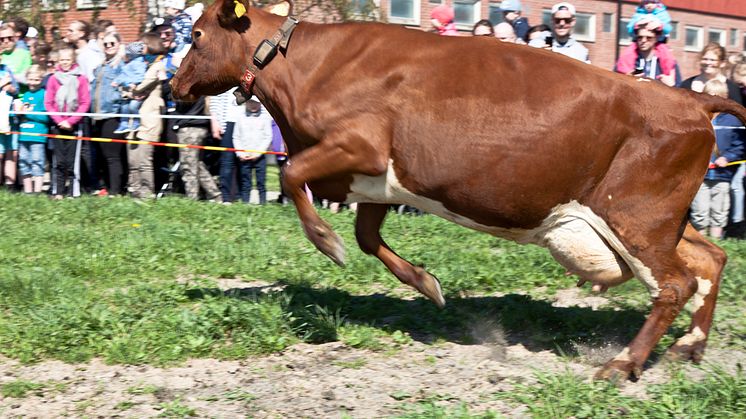 Kuslipp på Skjetlein vgs: Moro å se de økologiske kuene danse. Foto: Trine Guttulsrød