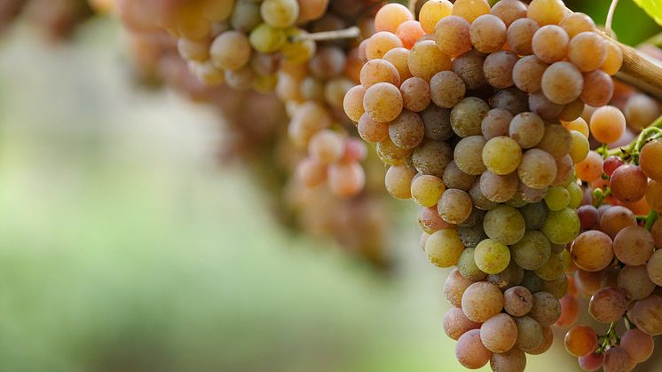 Bild av Pinot Grigio - fotograf Petter Bäcklund