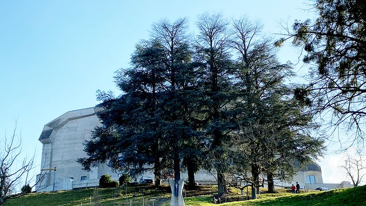 Zederngruppe im Nordwesten des Goetheanum (Foto: Sebastian Jüngel)