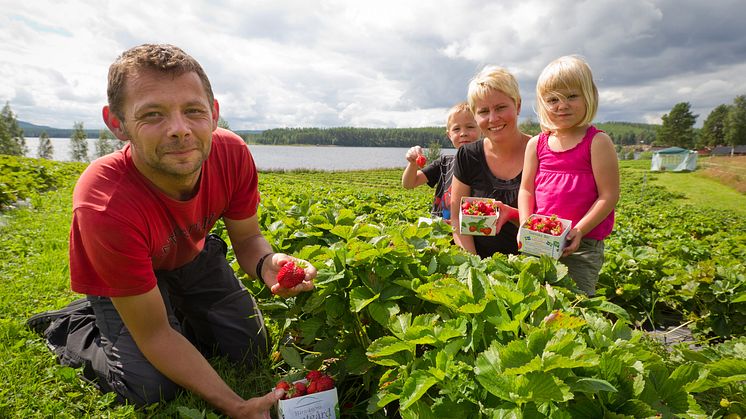 KRAV-märkta jordgubbar nära dig! 