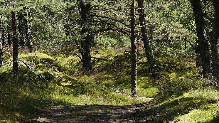 Anhörigas välmående i fokus under Må-bra-dag