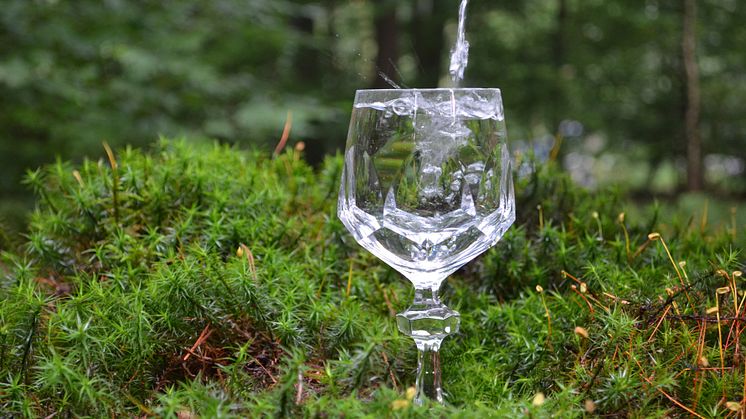 Veolia Stiftung und Stadtwerke Gifhorn fördern die Pflanzung eines Trinkwasserwalds