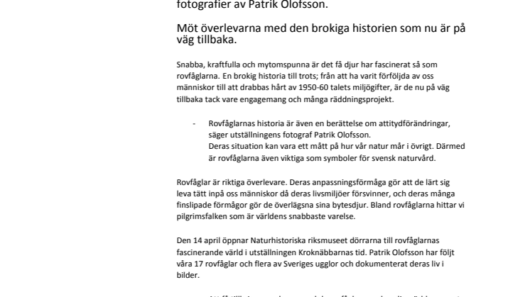 Upplev Sveriges rovfåglar på Naturhistoriska riksmuseet