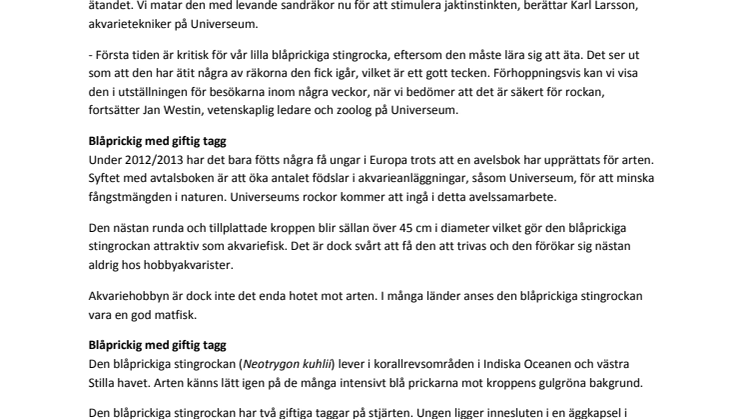 Nyfödd stingrocka på Universeum