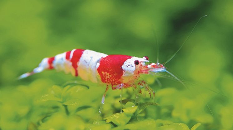 Eine Garnele im Aquarium