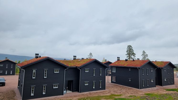 Stöten_Sedumtak_3