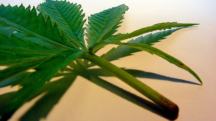„Cannabis-Legalisierung mit Prävention begegnen“