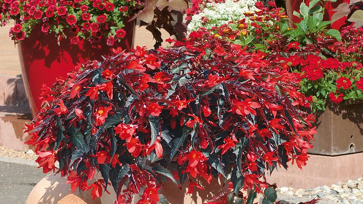 Begonia boliviensis Summerwings Boliviabegonia 