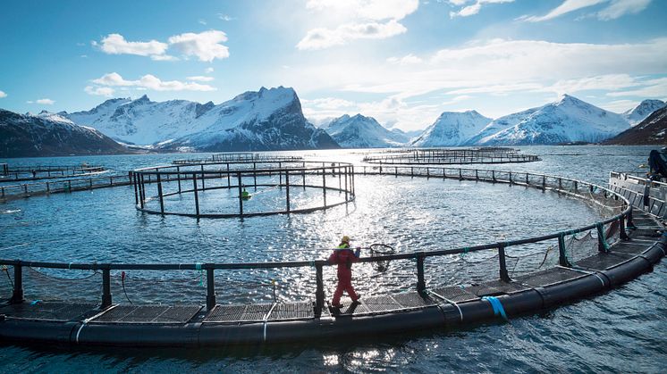 Norwegian seafood exports for October break NOK 8 billion for the first time 