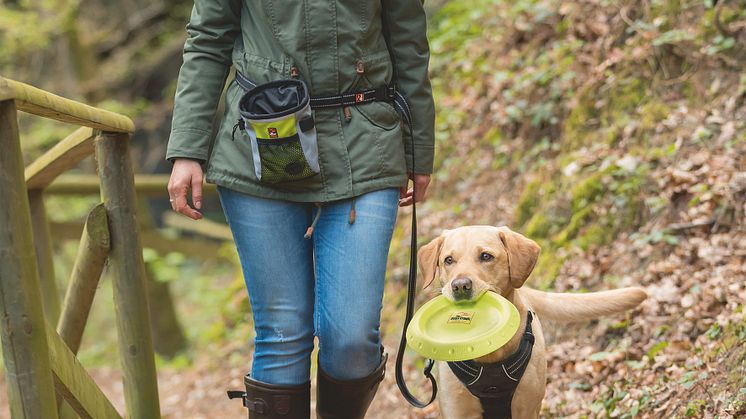 Herbstspaziergang mit Hund