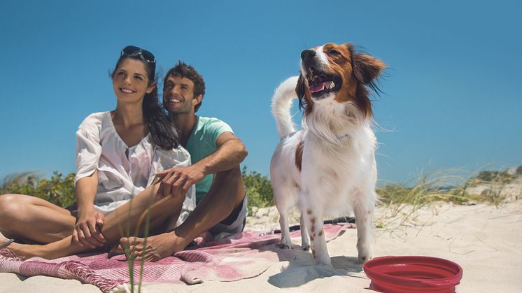 Sommerzeit ist Urlaubszeit. Viele Menschen möchten ihre Vierbeiner dabeihaben. Kein Problem, Hunde lieben das Reisen mit ihrer Familie. 