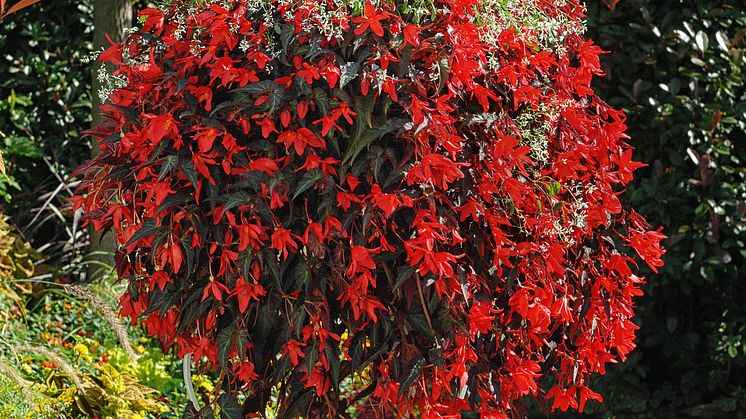 Begonia boliviensis Summerwings Boliviabegonia 