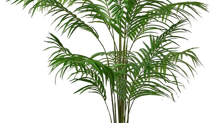 Palm