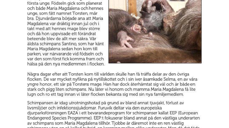 Tillökning hos schimpanserna på Furuvik