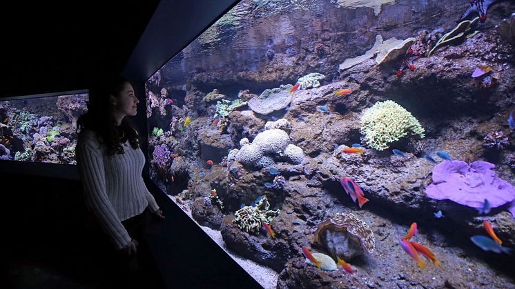 1 - Aquarium im Zoo Leipzig - Foto Andreas Schmidt.jpg