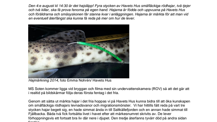 Den 4 augusti är det dags för årets hajsläpp utanför Havets Hus 