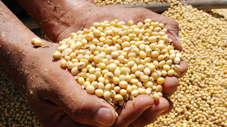Bild: RTRS (Round Table On Responsible Soy Association)