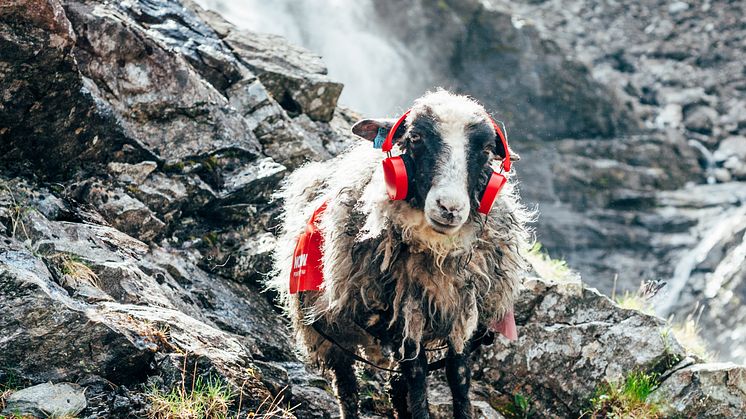 4 sheep took Facebook by storm this summer