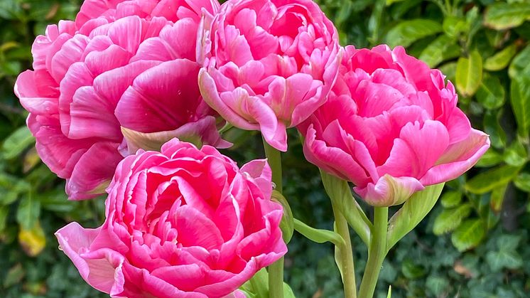 Tulipa Anne Fleur