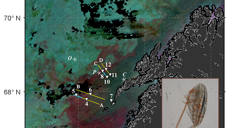 Raudåte fra satelitt