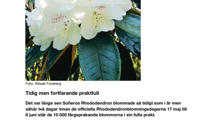 Rhododendron på Sofiero - Tidig men fortfarande praktfull