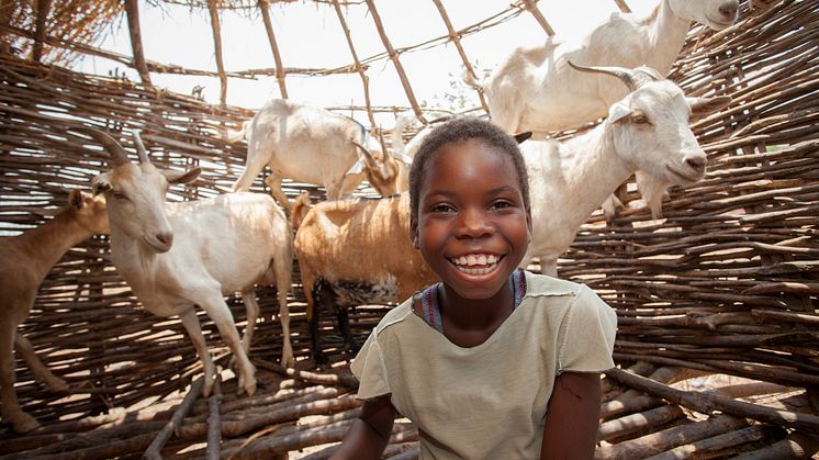 Perina från Zambia med sina getter