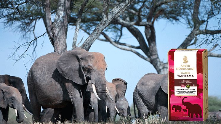 Arvid Nordquist kaffe samarbetar med African Wildlife Foundation (AWF) för att rädda Afrikas elefanter. 