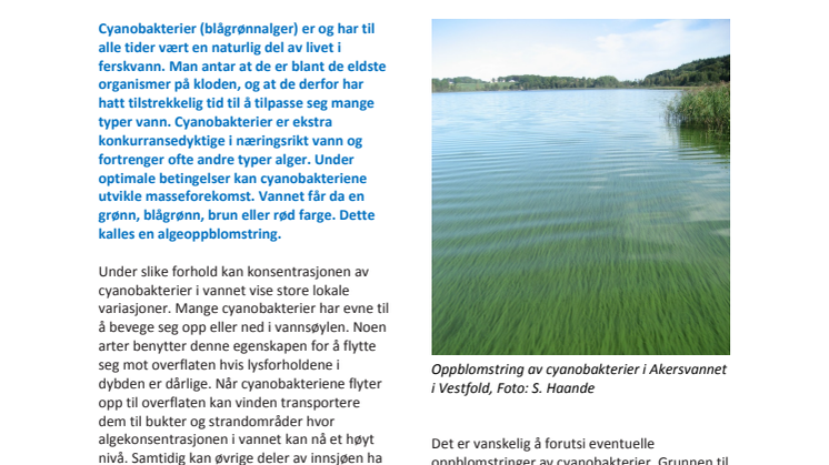 Hva er cyanobakterier?
