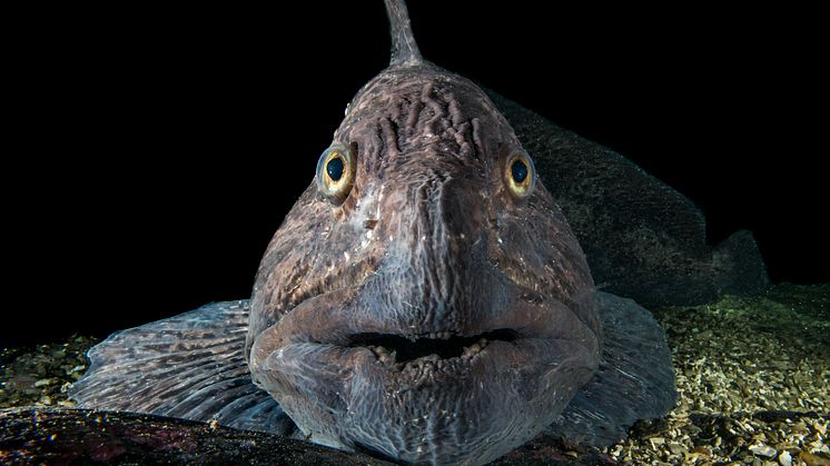 The spotted wolffish, a fierce looking creature but a culinary delicacy. Photo: Erling Svensen
