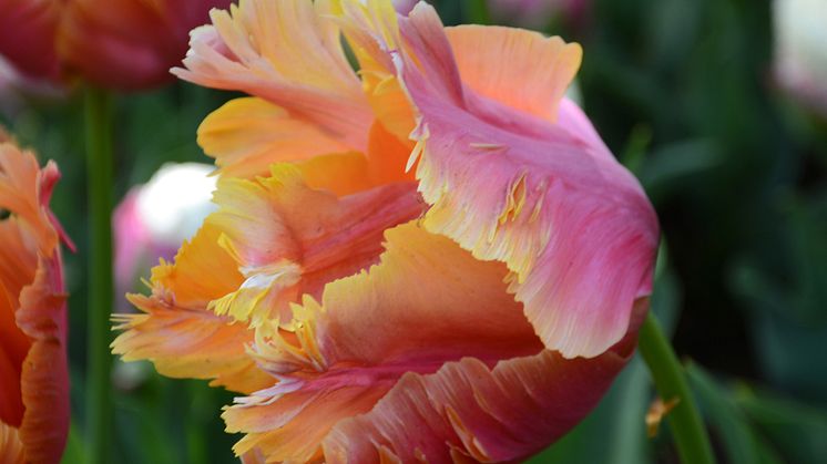 Amazing Parrot är en av många härligt krispiga nyheter bland vårblommande blomsterlökar.