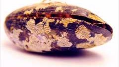 Musselskal avslöjar Östersjöns tillstånd de senaste 10 000 åren