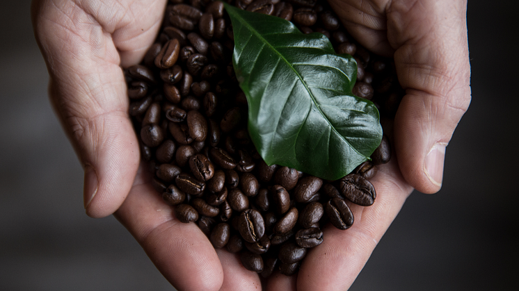 Kaffebönor