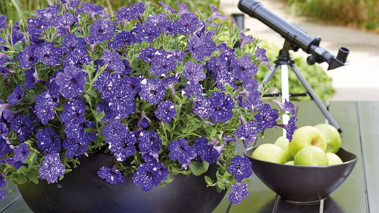 Petunia Night Sky